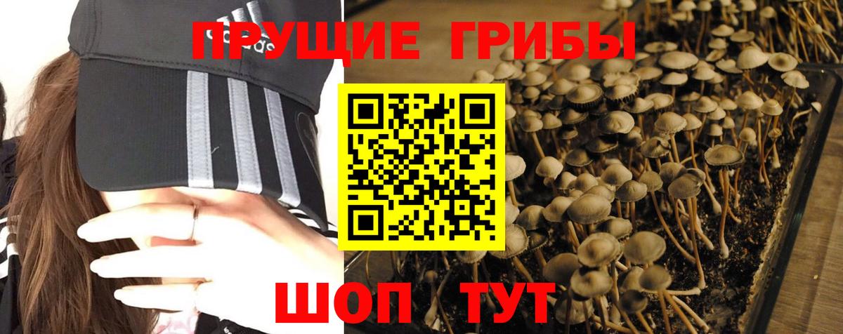 Галлюциногенные грибы Psilocybine cubensis  магазин    Краснодар  Вход с VPN  Псилоцибиновые грибы GOLDEN TEACHER 